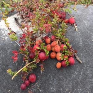 Biocovers for ecological berry growing