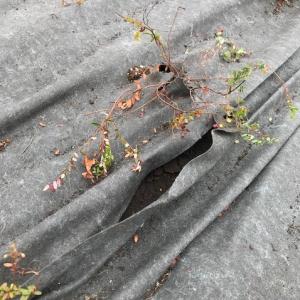 Biocovers for fruit growing
