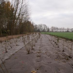 Biocovers for sustainable landscaping