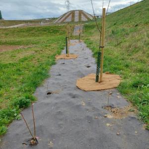Biocovers hält Hecken unkrautfrei