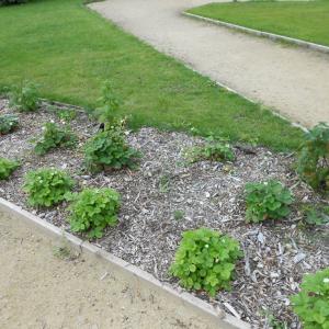 Biocovers mit Much-with bark und nach 2 Monaten mit Unkraut-after 2 months with weeds