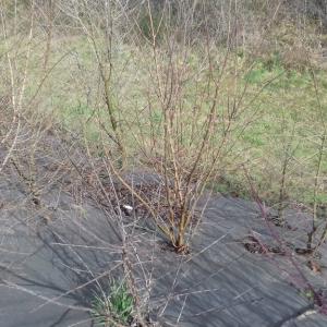 Biocovers paillage anti mauvais herbe100% issu de matériaux renouvelables