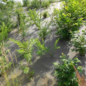 Biocovers paillage biobasé pour de beaux aménagements paysagers écoconçus.- projet Vinci