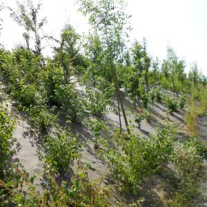 Biocovers paillage biobasée pour de beaux aménagements paysagers écoconçus.- projet Vinci