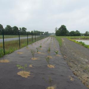 Biocovers paillage biodegradable 100% issu de matières végétales renouvelables