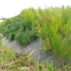 Biocovers paillage biodegradable 100% issu de matières végétales renouvelables