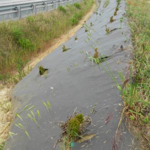 Biocovers paillage et protection de l'érosion, respect de l'environnement,  intégration esthétique - projet Vinci