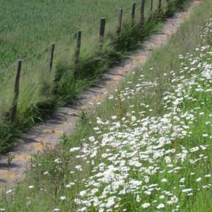 Biocovers paillage pour de beaux aménagements paysagers écoconçus.- projet Vinci