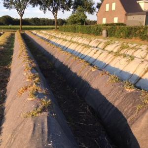 Biocovers pour la culture de baies