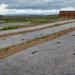 Biocovers projet contournement Strasbourg