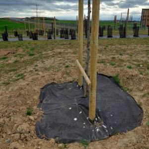 Biocovers tiles for tree protection