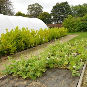 Biocovers weed and erosion control mat made from organic material, fully compostable, low carbon foot print