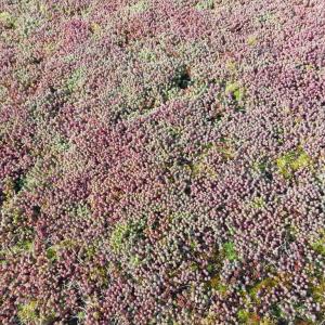 Biofilz fürs Gründach