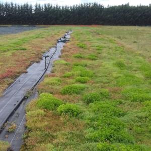 BioLaine woolmat support for perennials & flower meadow mats