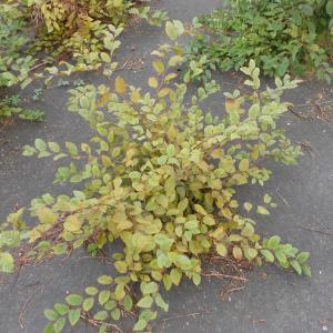 Biologisch abbaubares Unkrautfilz
