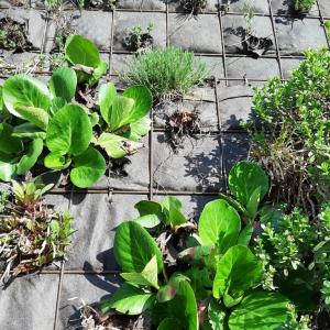 Biomats for green walls, living walls
