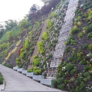 Bioträgerschicht für Sedum- und Blumenmatten