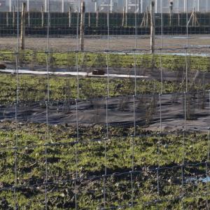 Bioweedstop weed control mat installed in very wet conditions - installations dans des conditions très humides