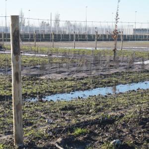 Bioweedstop weed control mat installed in very wet conditions - installations dans des conditions très humides