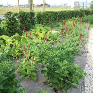 dauerhafte PLA Mulchmatte für Garten und Landschaftsbau