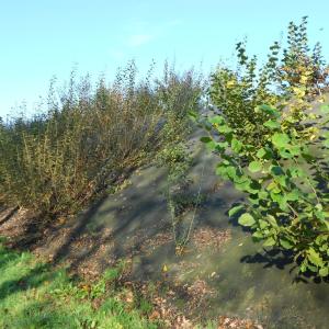 dauerhaften Biocovers Mulchmatten statt Kokosgewebe für späteren Bepflanzung