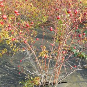 sthetical and biobased solution for weed control