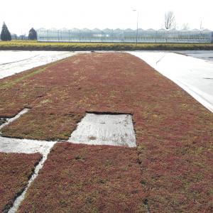 Ecogrow - Biofilz fürs Gründach