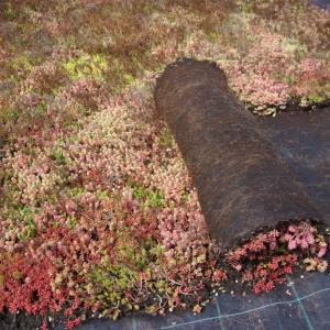 Ecogrow biodragermat voor de opgroei van sedumplanten
