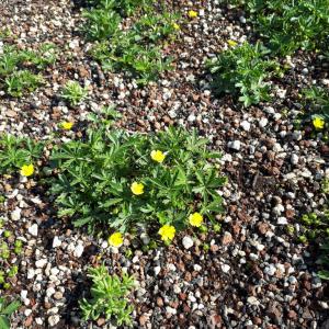 Ecogrow biomats for flowerbeds