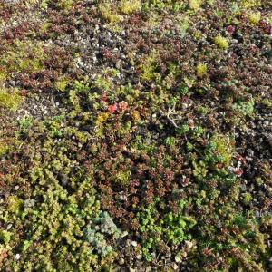 Ecogrow Bioträgerfilz für Sedummatten