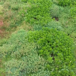 Ecogrow, fully biobased, light and easy to cut, allows quick rooting of sedums