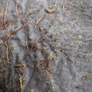 Ecogrow, fully biobased sedum mat, easy penetration of roots after a short time