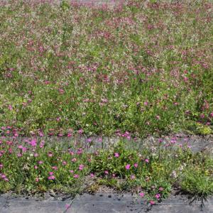 Ecogrow Kräuterrollmatte flower mats
