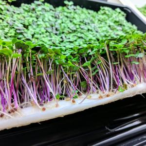 Biobased and biodegradable support for the hydroponic cultivation of microgreens and cresses