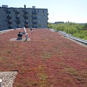 Kunststofffreie, biologisch abbaubare Matten für die Landschaftsgestaltung