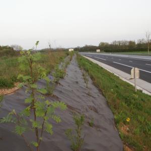 Mulchmatte Biocovers für Böschungen im Strassenbau