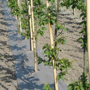 Mulchmatte Biocovers  zur Bekämpfung Unkraut im Baumschule