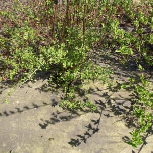 Natural aspect of Biocovers Weedstop after 1-2 seasons