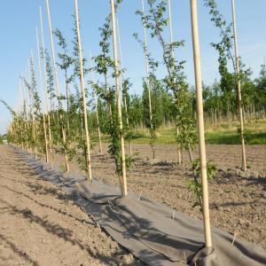Paillage Biocovers pour pépinières
