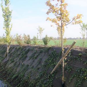 PLA Mulchmatte für Erosionschutz