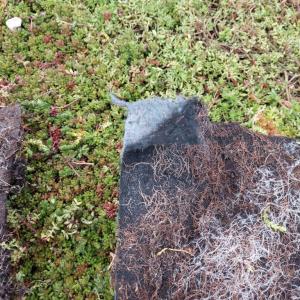 Plastic free biodegradable mats for landscaping