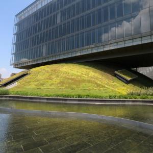 Sedum greenroof - biobased support mat for sedum of flower blanket