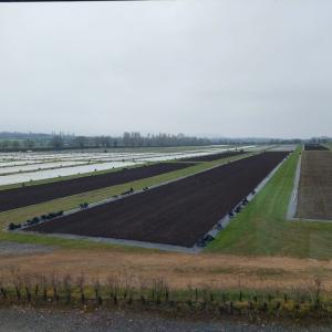Sedum mats - extreme drought tolerance