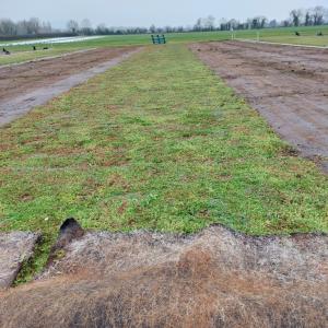 Sedum mats - low maintenance green roofs