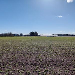 Tapis de sedum - idéal pour les toits verts légers