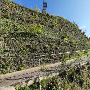 vertikaler Begrünung Grüne Wände Mooswand
