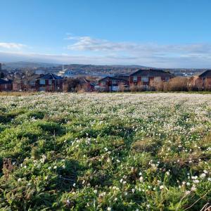 Wildflower green roof mat
