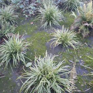 Bioweedstop after 3 years