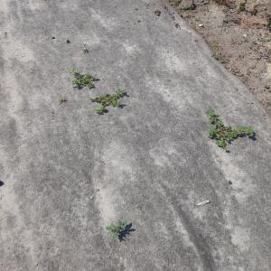 Bioweedstop für Baumschule