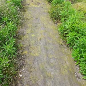 Bioweedstop für Baumschule